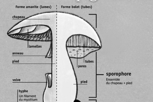 Anatomie du champignon