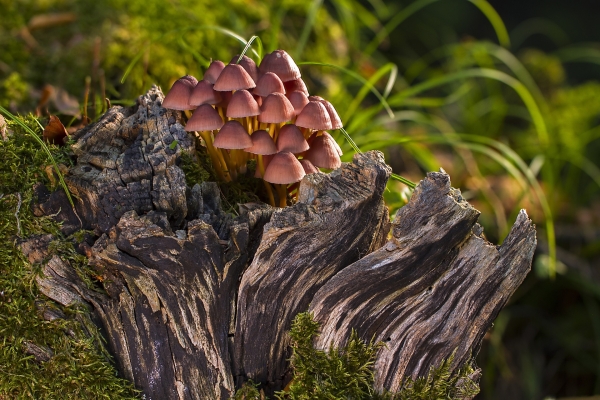 Champignon