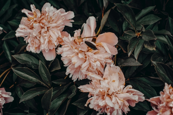 Fleurs 1
