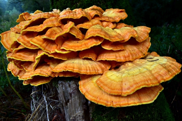 Champignon