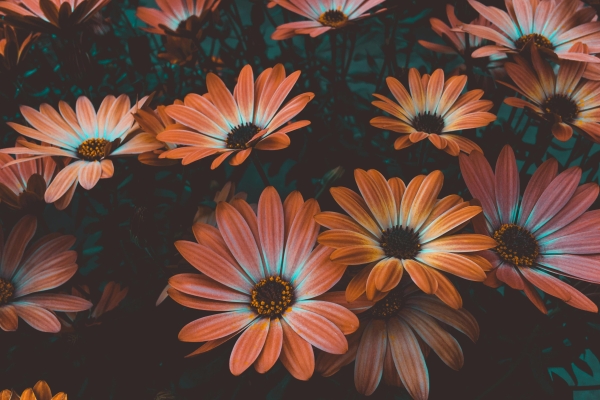 Fleurs 3