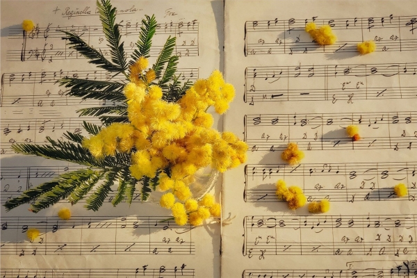 Mimosa sur papier à musique