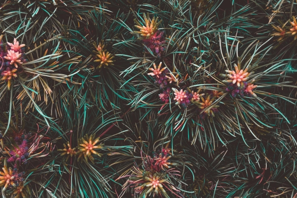 Fleurs 2
