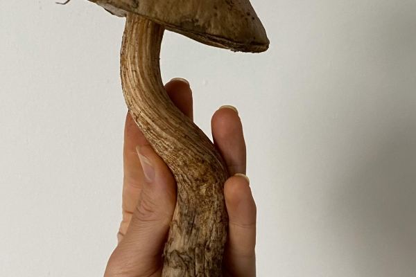 Vieux champignon