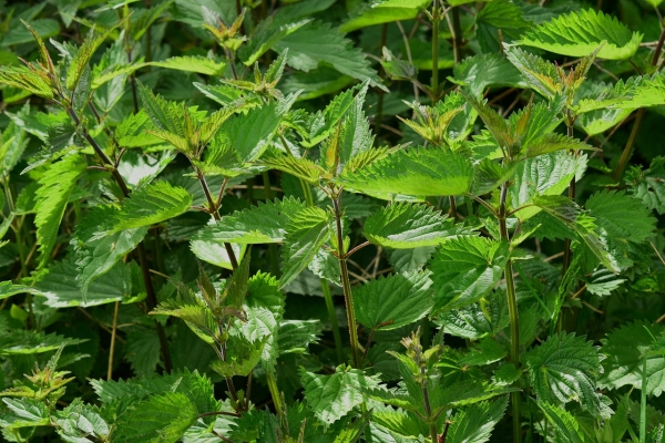 Orties au jardin