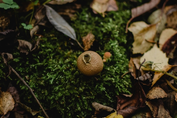champignon foret