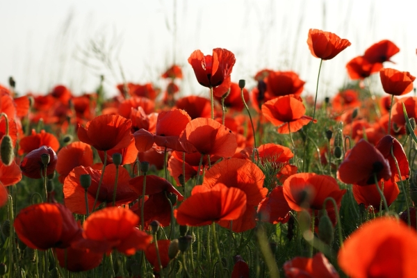 Coquelicots