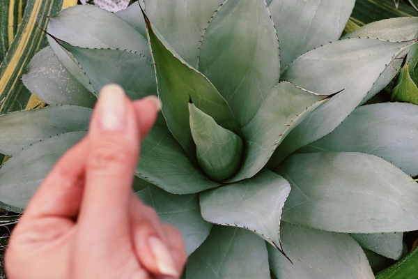 Comprendre les plantes