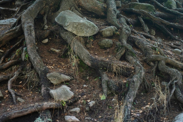 Réseau souterrain foret