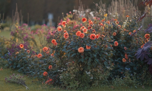 Créer un jardin fleuri toute l'année