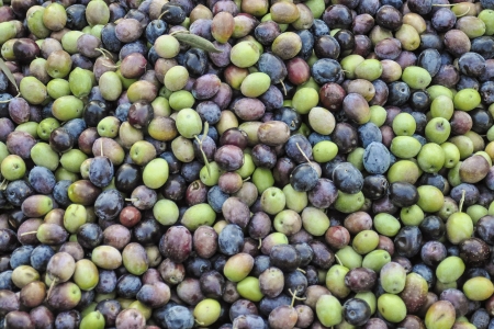 L'olivier et ses fruits