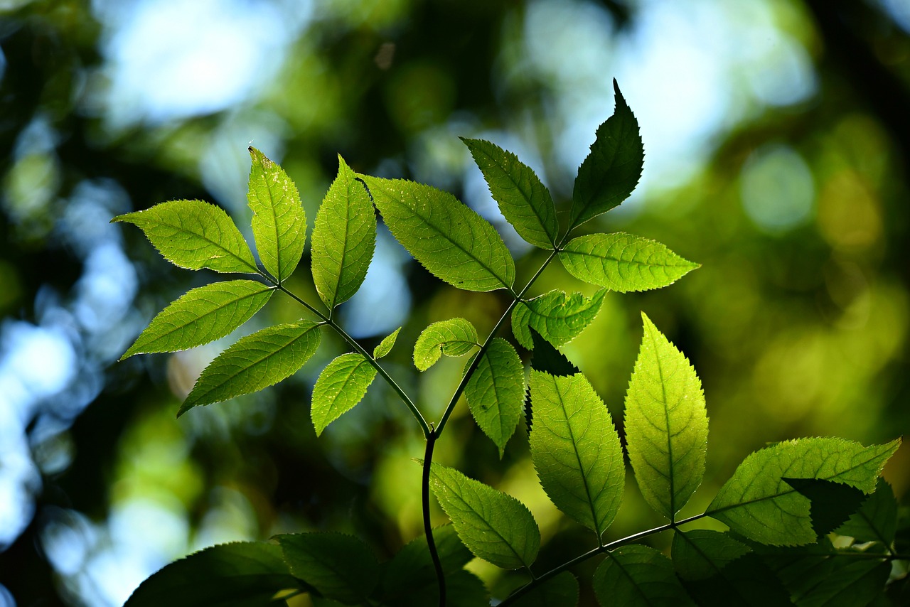Photosynthèse feuilles plantes soleil ciel